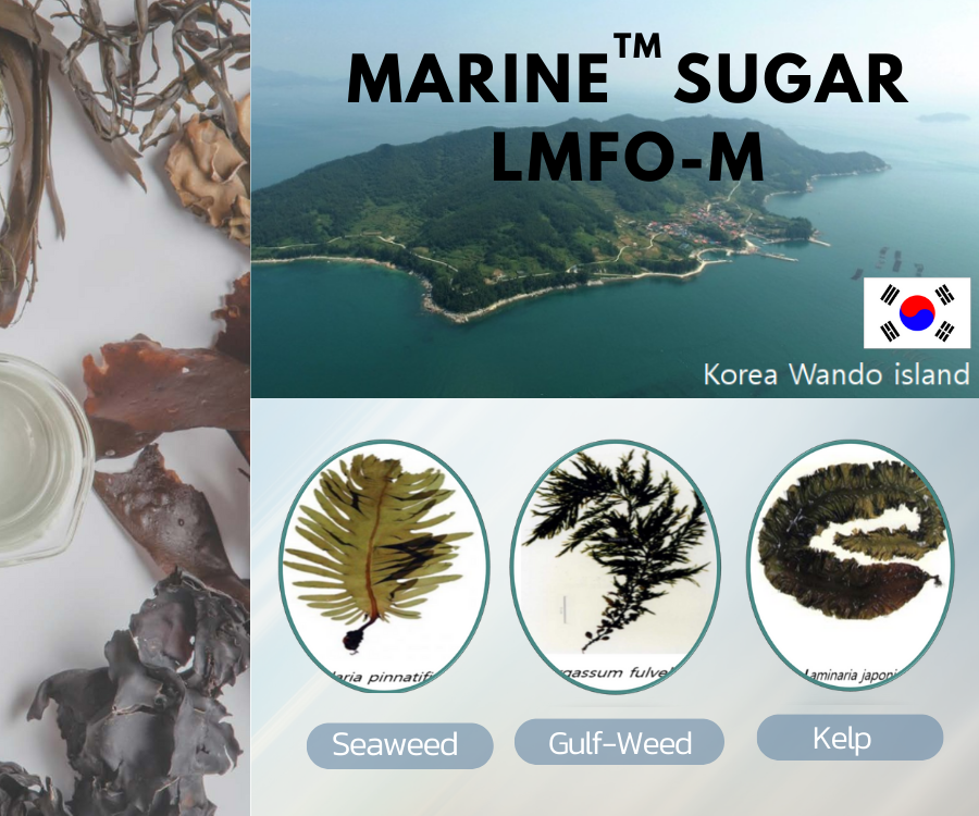 Marine Sugar LMFO สารสกัดสาหร่ายสีน้ำตาล 3 ชนิด ช่วยลดเลือนริ้วรอย บำรุงผิวเปล่งปลั่ง กระจ่างใส